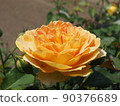 Rose yellow 90376689