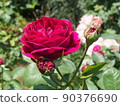 Roses and crimson 90376690