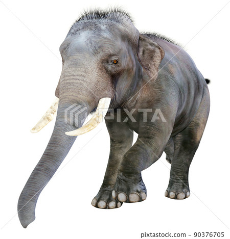 印度象 ☆ 印度象 90376705