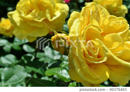 黃玫瑰 90376865