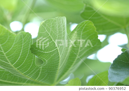 A fig I saw in my neighborhood 90376952