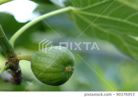 我在附近看到的無花果 我在附近看到的無花果 90376953