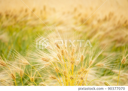 Fruitful barley 90377070