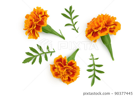 fresh marigold or tagetes erecta flower isolated on white background with full depth of field. Top view. Flat lay 90377445