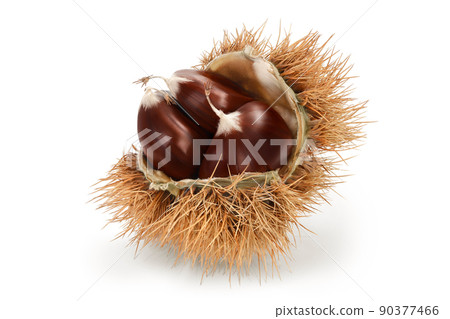 opened sweet chestnut in its spiky husk isolated on white opened sweet chestnut in its spiky husk isolated on white 90377466