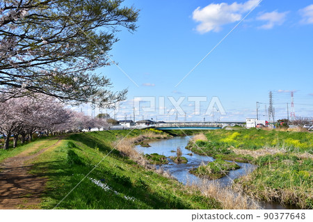茅崎市大出川的櫻花 茅崎市大出川的櫻花 90377648