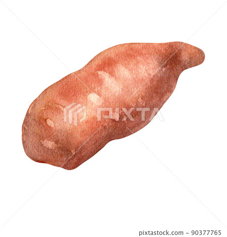 Batata sweet potato watercolor illustration isolated on white Batata sweet potato watercolor illustration isolated on white 90377765