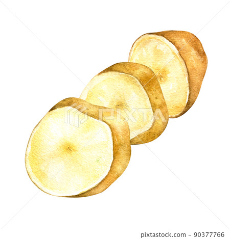 Sliced potato, vegetable watercolor illustration on white background 90377766
