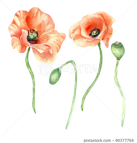 Set of meadow poppies watercolor illustration on white background 90377768