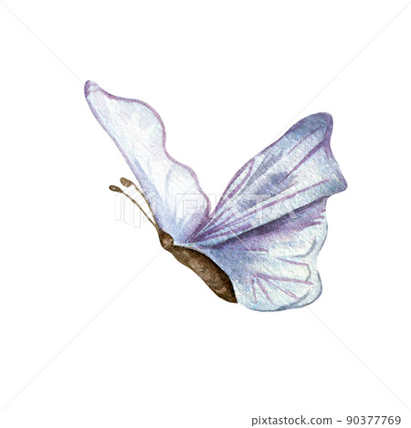 Meadow blue butterfly watercolor illustration isolated on white Meadow blue butterfly watercolor illustration isolated on white 90377769