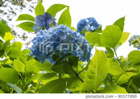 hydrangea   90377800