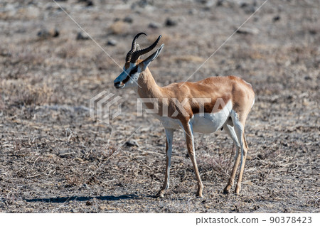 Impalas in Etosha National Park Impalas in Etosha National Park 90378423