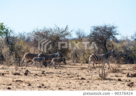 A group of Zebras in Etosha 90378424