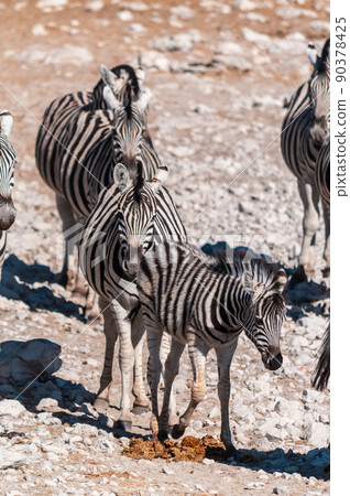 Zebras in Etosha National Park 90378425