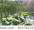 Lotus and reeds Lotus and reeds 90378529