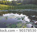 Lotus and reeds Lotus and reeds 90378530