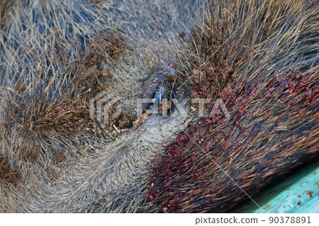 Wild boar hunting hunting friend association wild boar hunting 90378891