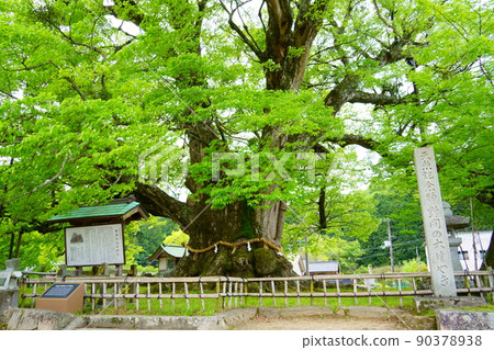 Noma's Great Keyaki（大阪府豐野區鼻町） 90378938