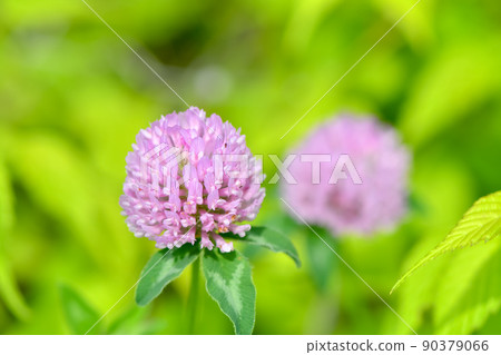 Murasakitetsukusa Murasakitetsukusa 90379066