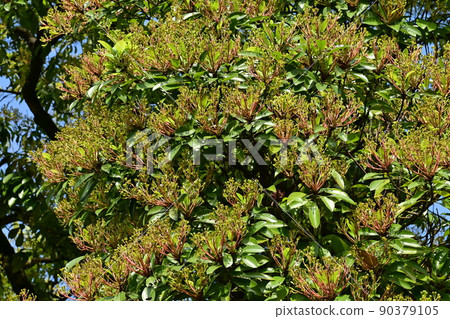 Machilus thunbergii (Lauraceae) 的常綠高木 90379105