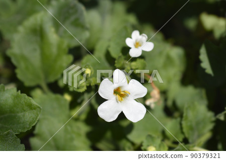 Ornamental bacopa Ornamental bacopa 90379321