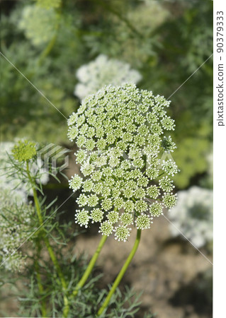 Toothpick bullwort Blutenball 90379333
