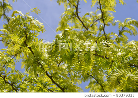 Thornless Honey locust 90379335