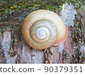 蝸牛粘在樹上 90379351