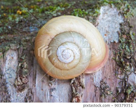 蝸牛粘在樹上 90379351