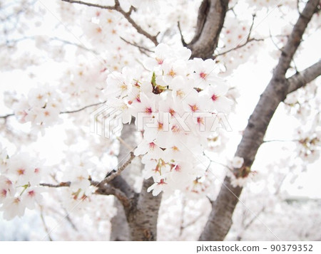 Pale-colored cherry blossoms 90379352