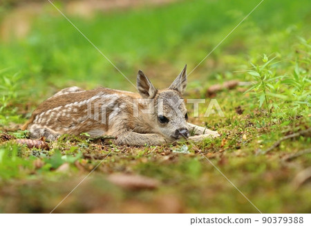 Little european roe deer fawn crouched Little european roe deer fawn crouched 90379388
