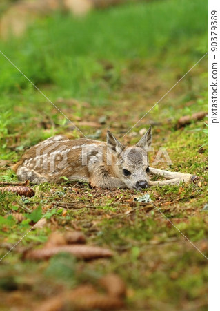 Little european roe deer fawn crouched Little european roe deer fawn crouched 90379389