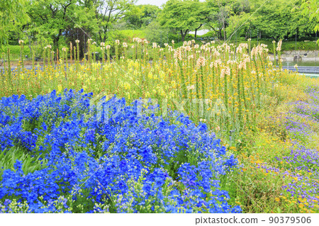 Nabana no Sato, flowers in full bloom in early summer Nabana no Sato, flowers in full bloom in early summer 90379506