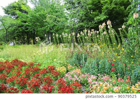 Nabana no Sato, flowers in full bloom in early summer Nabana no Sato, flowers in full bloom in early summer 90379525