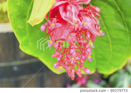 Naganoana Village Begonia Garden 90379755
