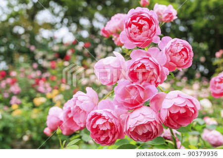 Nabana no Sato Rose Garden in full bloom 90379936