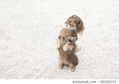 Miniature dachshund standing on two legs 90380143