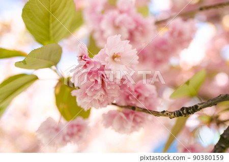 Cherry blossom flower in spring for background or copy space for text Cherry blossom flower in spring for background or copy space for text 90380159