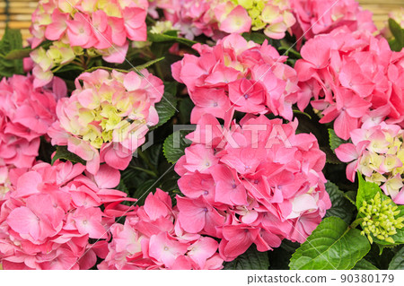 名花之裡繡球花路 90380179