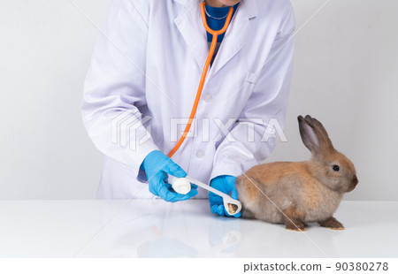 Veterinarians Using a bandage Wrap around the fluffy rabbit broken leg to welt the leg. Concept of animal healthcare with a professional in an animal hospital 90380278