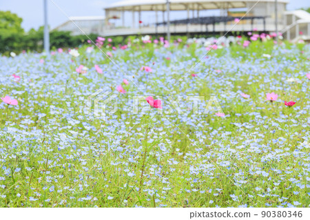 Nabana no Sato Nemophila and cosmos in full bloom Nabana no Sato Nemophila and cosmos in full bloom 90380346