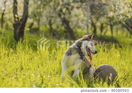 husky dog with a ball husky dog with a ball 90380563