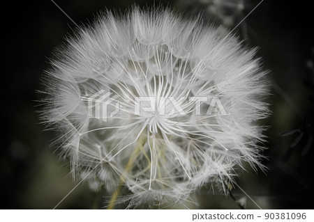 A large white ball of dandelion in hand against the sky. A large white ball of dandelion in hand against the sky. 90381096