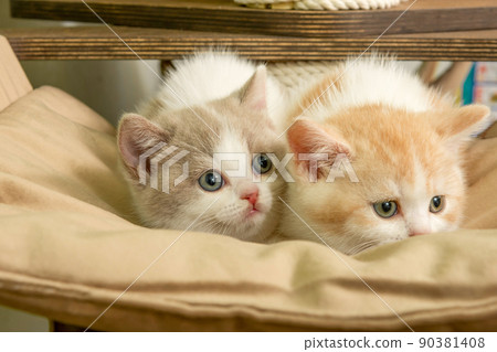Cute pet cat of the British shorthair breed on the cat tree at home Cute pet cat of the British shorthair breed on the cat tree at home 90381408