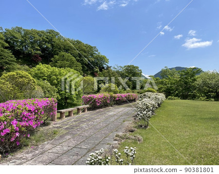Fresh green growing in the blue sky 90381801
