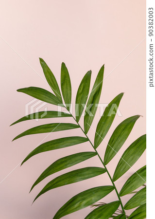 palm leaf with shadow on a pink background palm leaf with shadow on a pink background 90382003