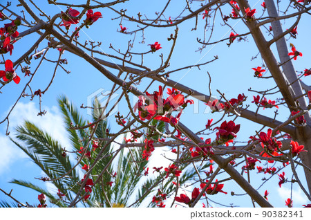Beautiful red flowers on the tree Bombax Ceiba Blooms the Bombax Ceiba Lat. - Bombax ceiba or Cotton Tree Beautiful red flowers on the tree Bombax Ceiba Blooms the Bombax Ceiba Lat. - Bombax ceiba or Cotton Tree 90382341