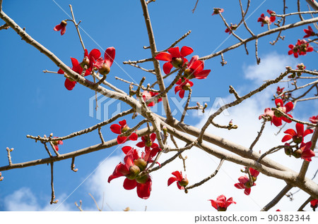 Beautiful red flowers on the tree Bombax Ceiba Blooms the Bombax Ceiba Lat. - Bombax ceiba or Cotton Tree Beautiful red flowers on the tree Bombax Ceiba Blooms the Bombax Ceiba Lat. - Bombax ceiba or Cotton Tree 90382344