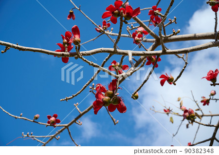 Beautiful red flowers on the tree Bombax Ceiba Blooms the Bombax Ceiba Lat. - Bombax ceiba or Cotton Tree 90382348