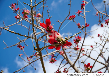 Beautiful red flowers on the tree Bombax Ceiba Blooms the Bombax Ceiba Lat. - Bombax ceiba or Cotton Tree 90382349